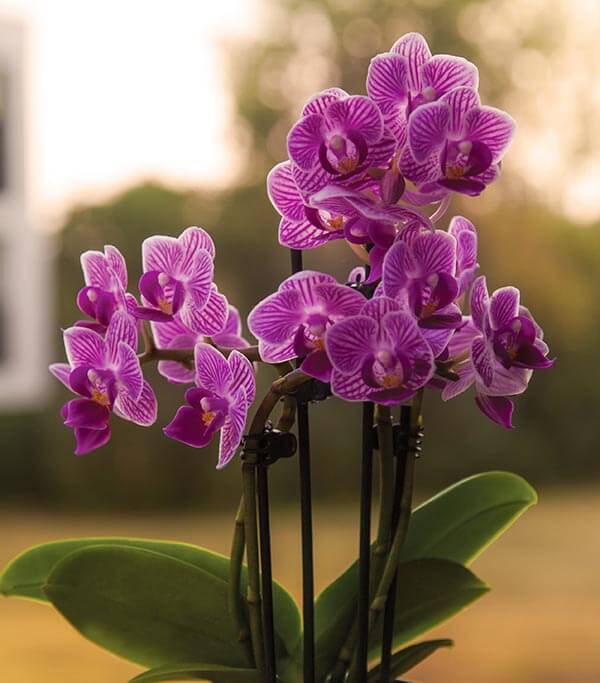 Orchids